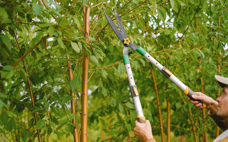 Tree trimming in Castro Valley, CA